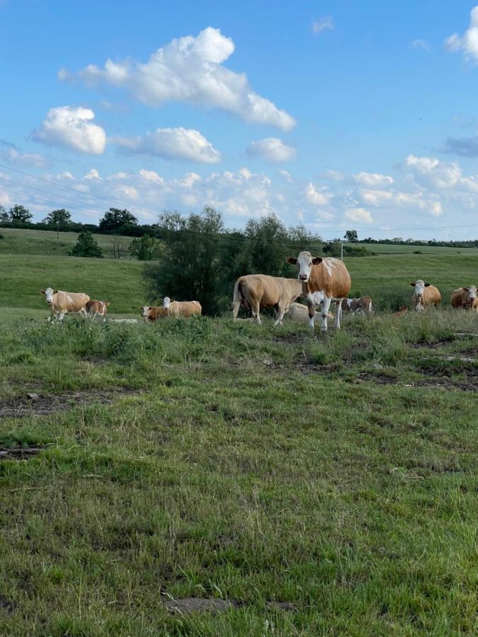 Naturnahes, Neu Moebl.Apartment, Hundefreundlich Neu Gaarz 外观 照片